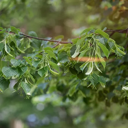 Art Boutique I Old Town W-ac I Cohost Lägenhet Vilnius