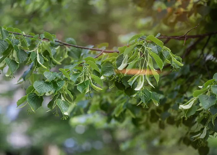 Art Boutique I Old Town W-ac I Cohost 아파트 빌뉴스